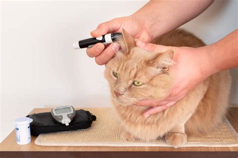 Kedilerde diyabet tanı ve tedavisi